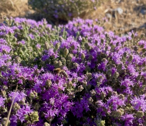 cespugli di timo selvatico, costa del mare Libico Creta, Sfakia